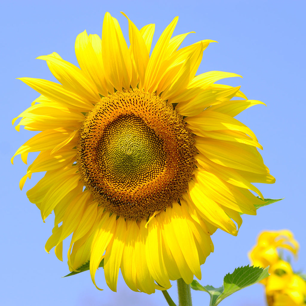 The Old Farmer's Almanac Mammoth Gray Strip Sunflower Seeds