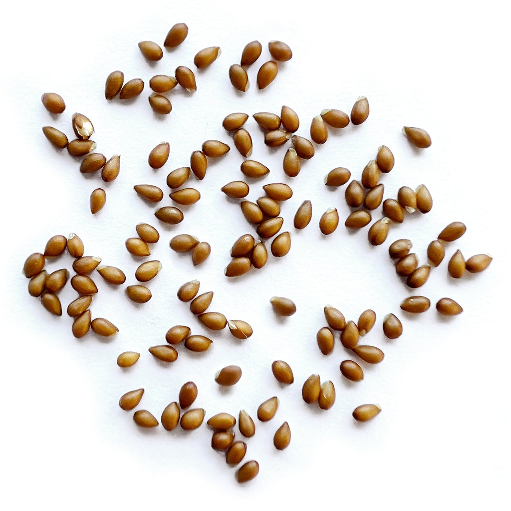 The Old Farmer's Almanac Sorbet Series Beaconsfield Viola Seeds