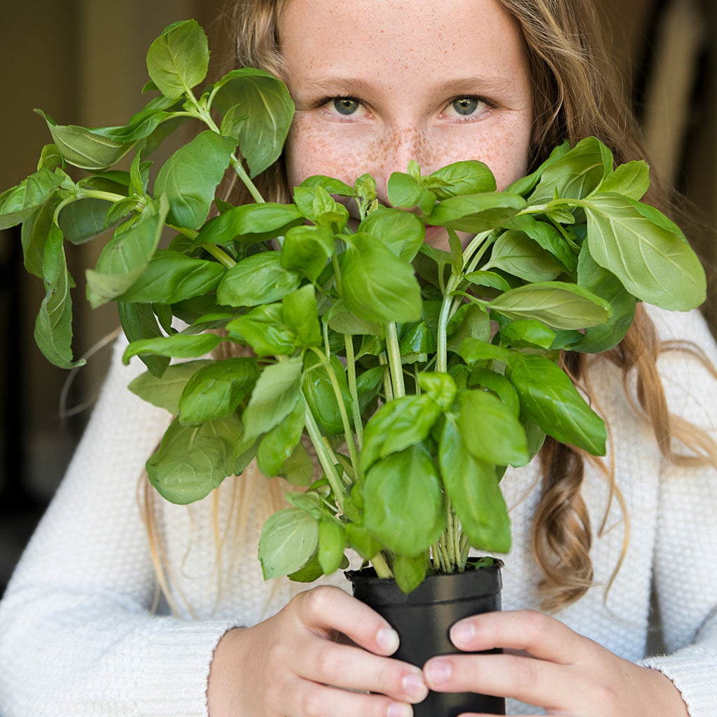 The Old Farmer's Almanac Heirloom Italian Large Leaf Basil Seeds - USDA Organic