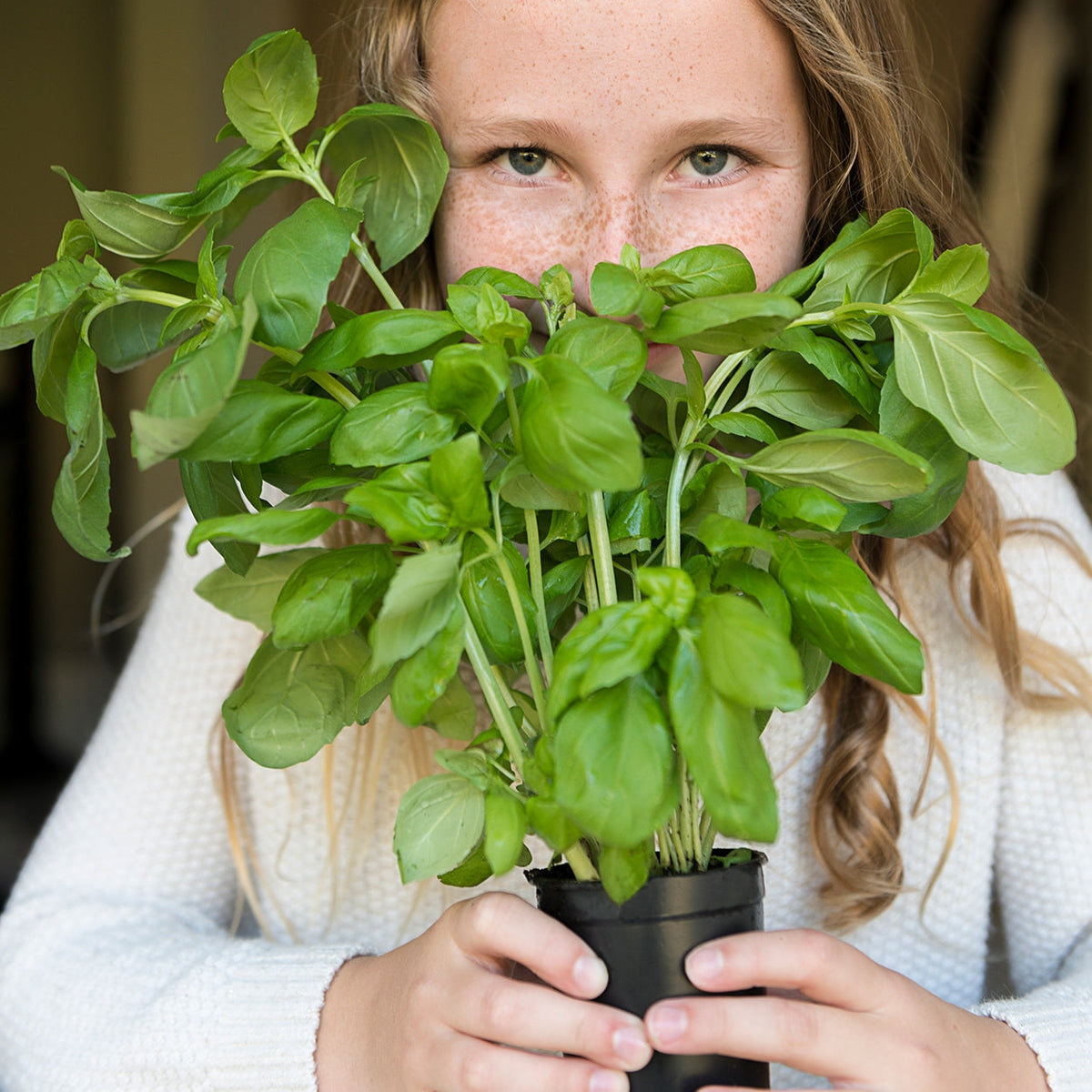 The Old Farmer's Almanac Heirloom Italian Large Leaf Basil Seeds - USDA Organic