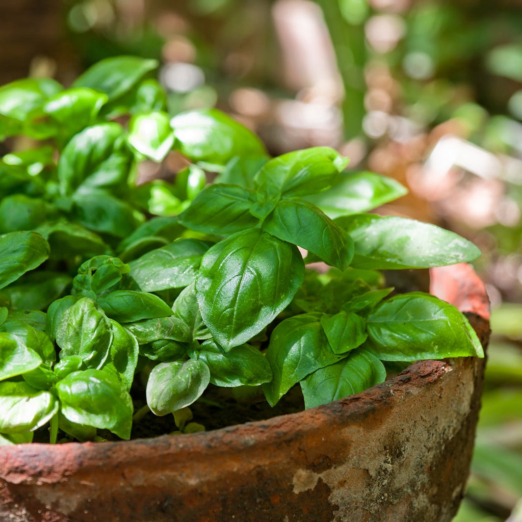 The Old Farmer's Almanac Heirloom Italian Large Leaf Basil Seeds - USDA Organic