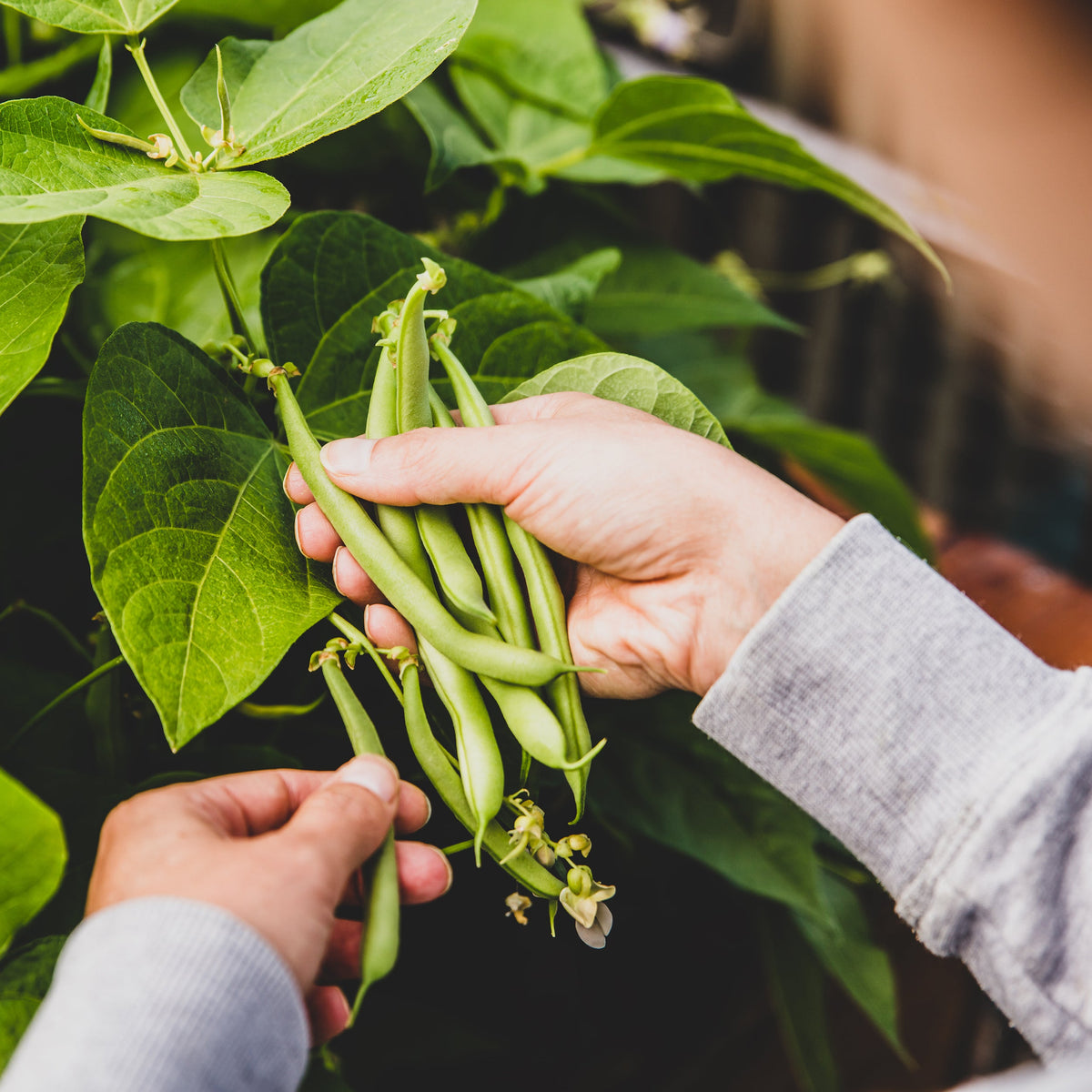 The Old Farmer's Almanac Heirloom Blue Lake Bush Bean Seeds - USDA Organic