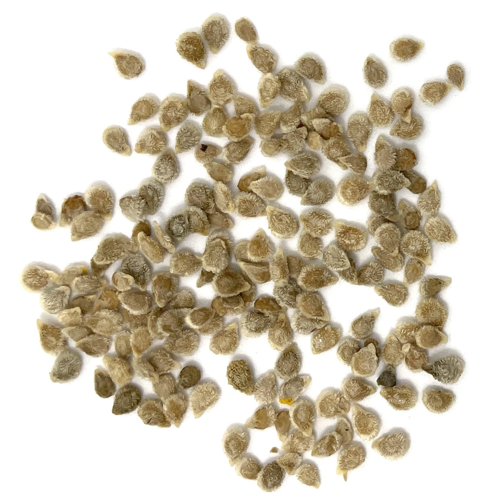 The Old Farmer's Almanac Heirloom Large Red Cherry Tomato Seeds