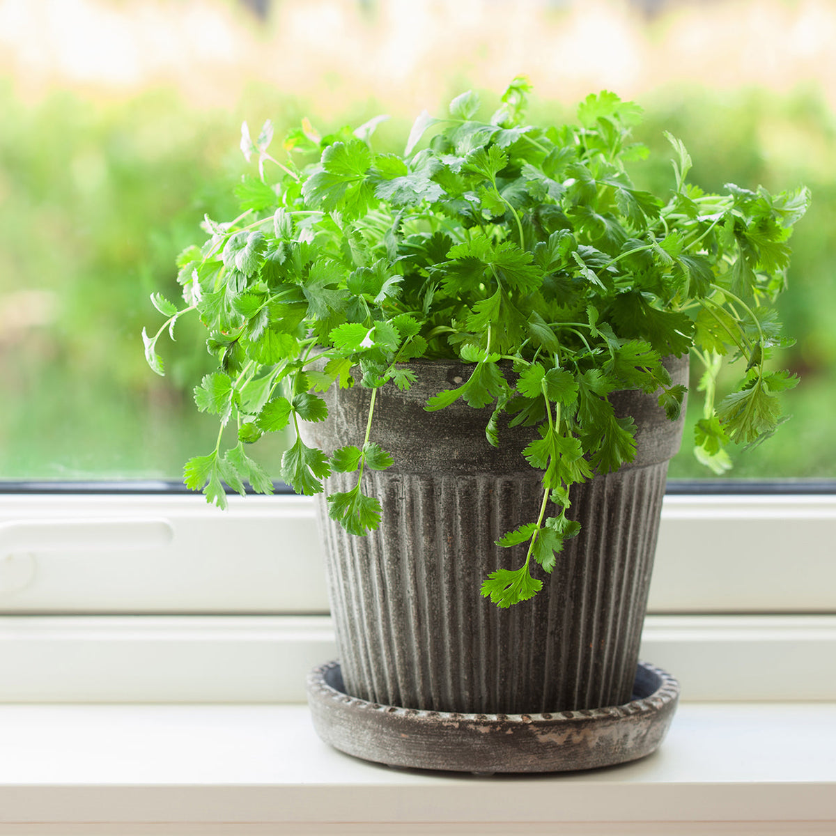 The Old Farmer's Almanac Heirloom Slow Bolt Cilantro Seeds - USDA Organic