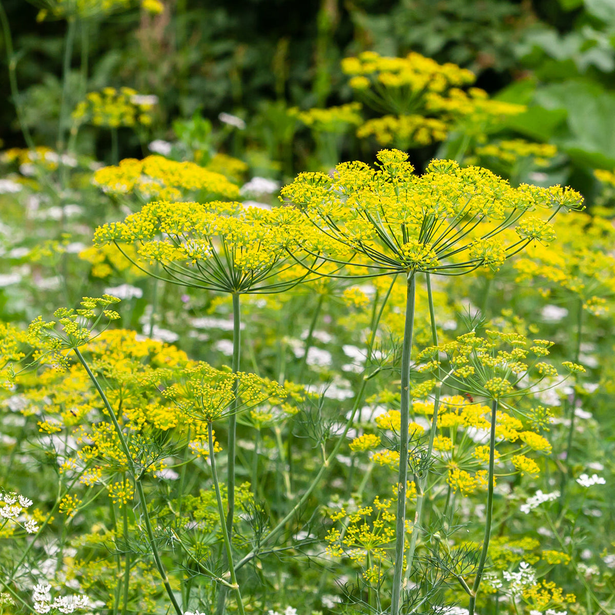 The Old Farmer's Almanac Heirloom Bouquet Dill Seeds - USDA Organic