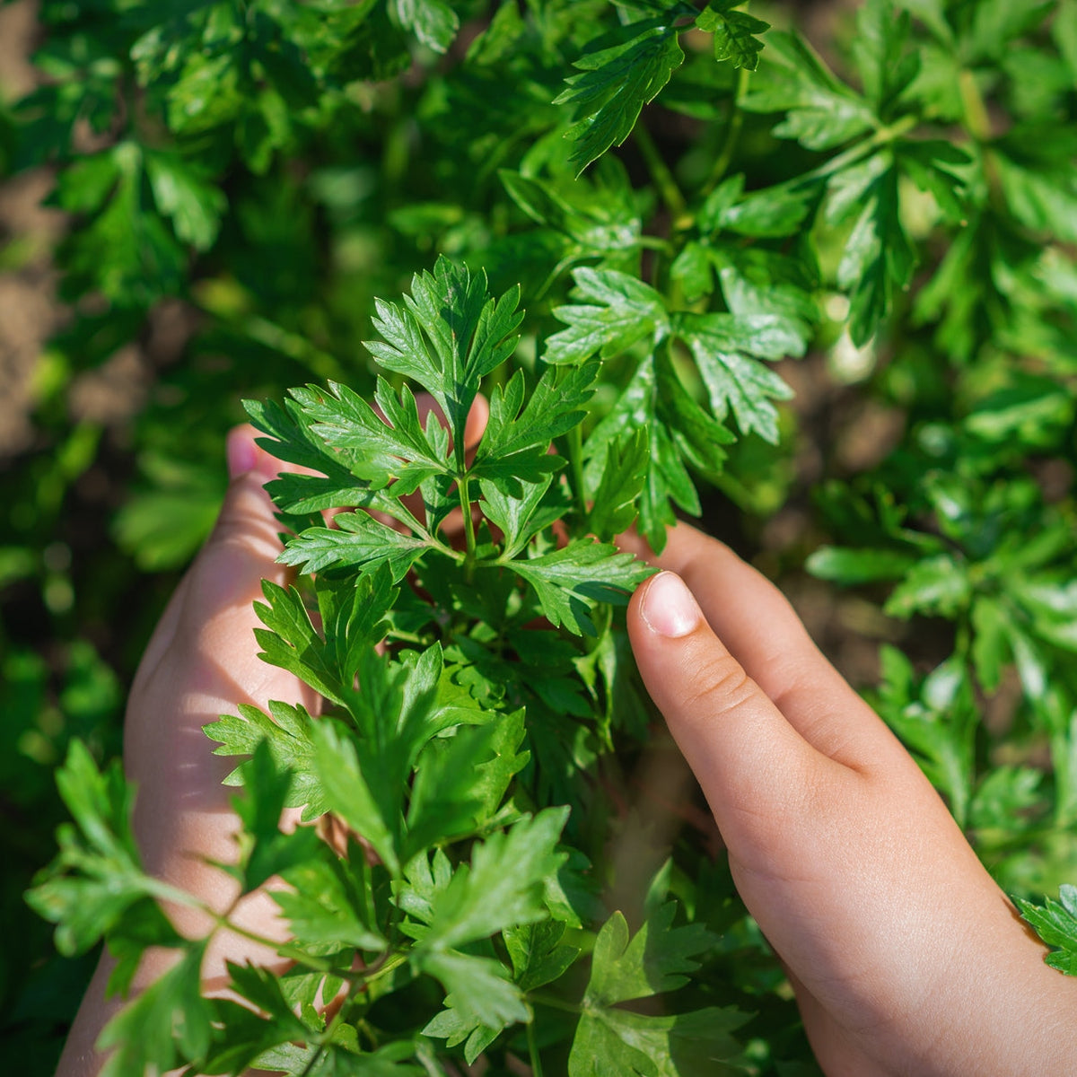 The Old Farmer's Almanac Heirloom Dark Green Italian Flat Leaf Parsley Seeds