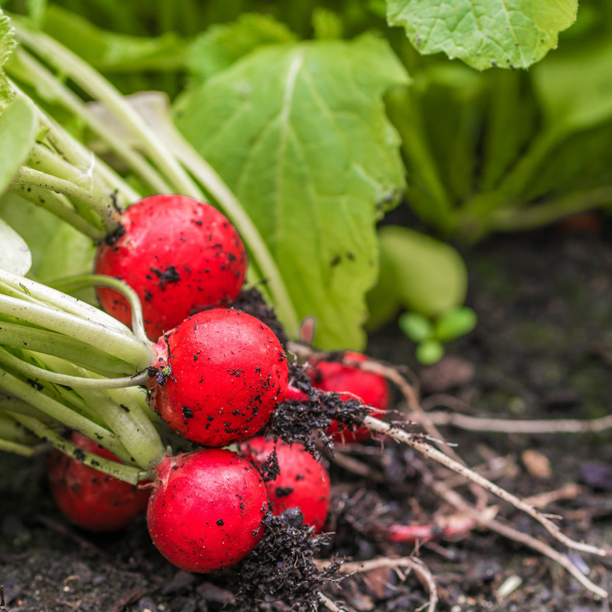 The Old Farmer's Almanac Organic Cherry Belle Radish Seeds - USDA Organic
