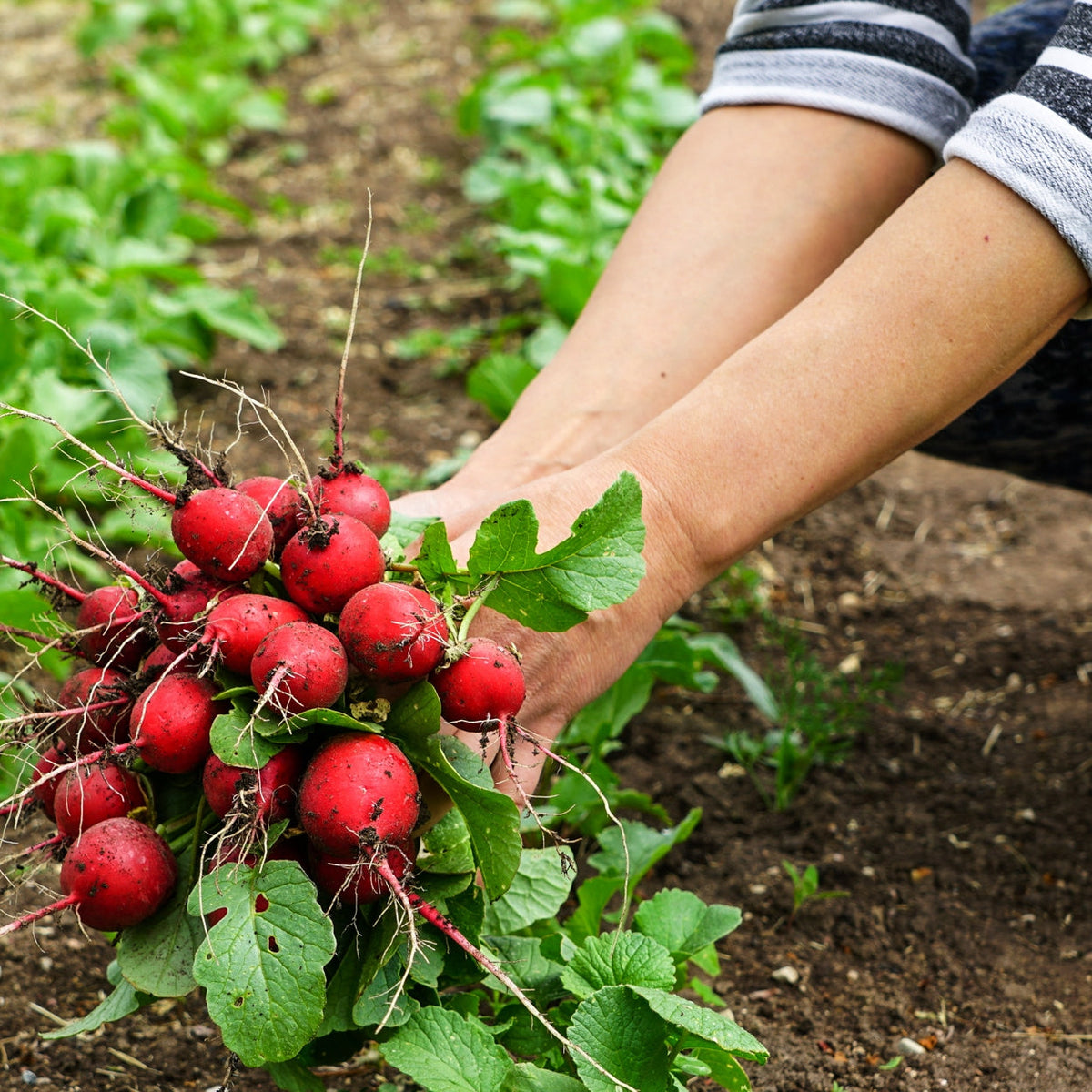 The Old Farmer's Almanac Organic Cherry Belle Radish Seeds - USDA Organic