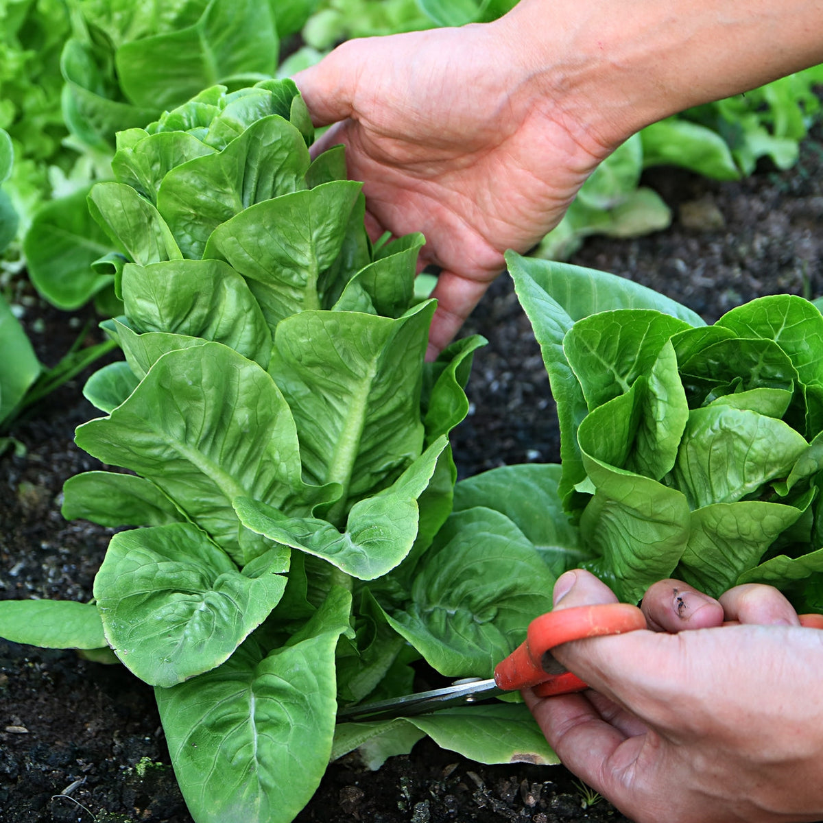 The Old Farmer's Almanac Heirloom Paris Island Cos Romaine Lettuce Seeds