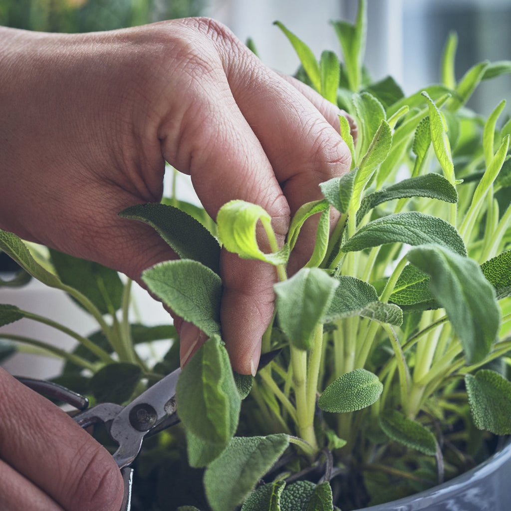The Old Farmer's Almanac Heirloom Broad Leaved Sage Seeds