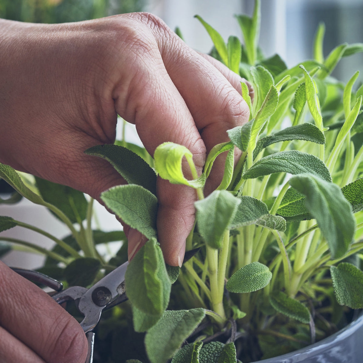 The Old Farmer's Almanac Heirloom Broad Leaved Sage Seeds