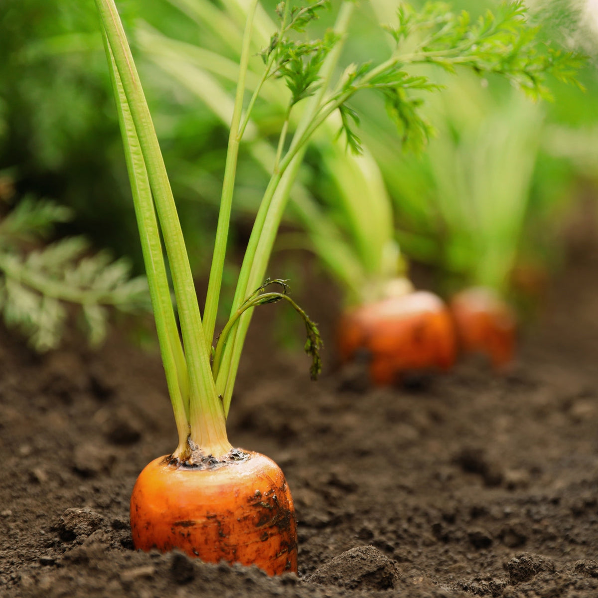 The Old Farmer's Almanac Heirloom Tendersweet Carrot Seeds