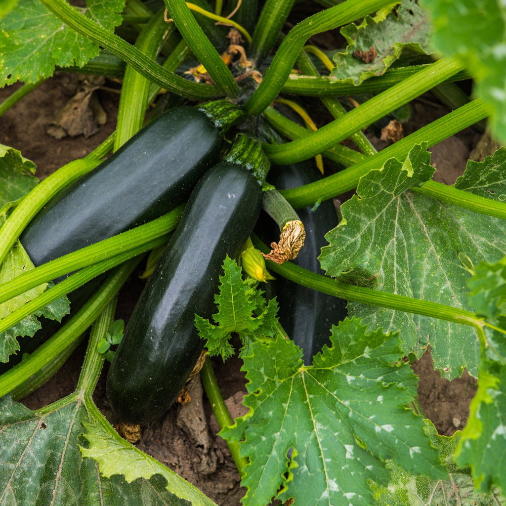 The Old Farmer's Almanac Heirloom Black Beauty Zucchini Summer Squash Seeds