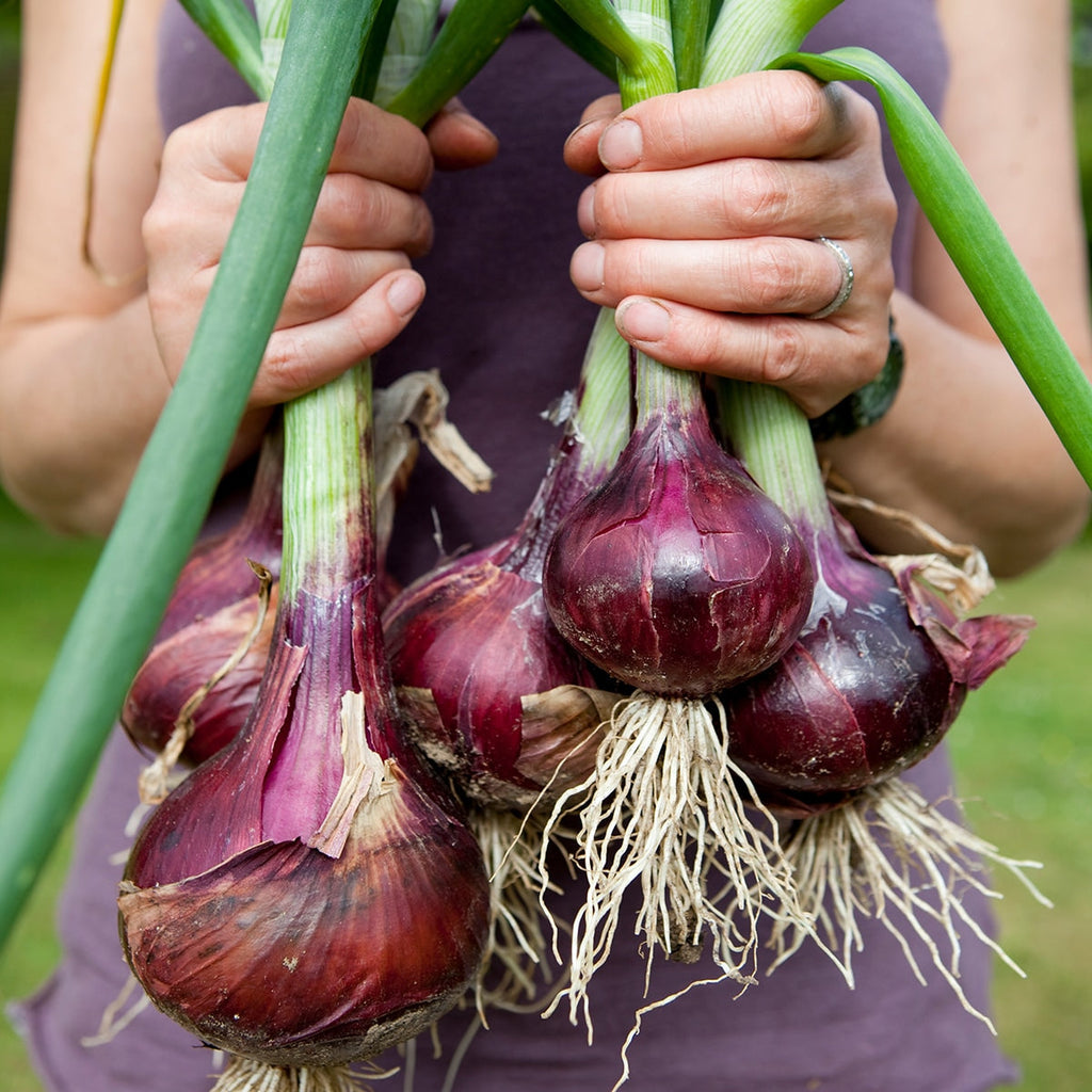 The Old Farmer's Almanac Heirloom Red Creole Onion Seeds
