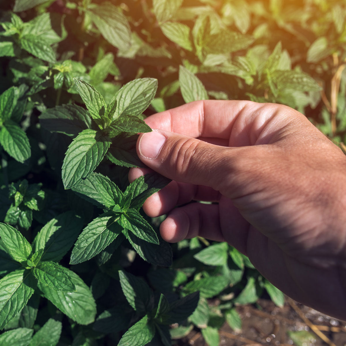 The Old Farmer's Almanac Heirloom Peppermint Seeds