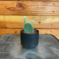 Opuntia Microdasys Albispina, 2" Plant