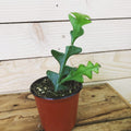 Selenicereus Anthonyanus Fishbone Cactus, 4" Plant