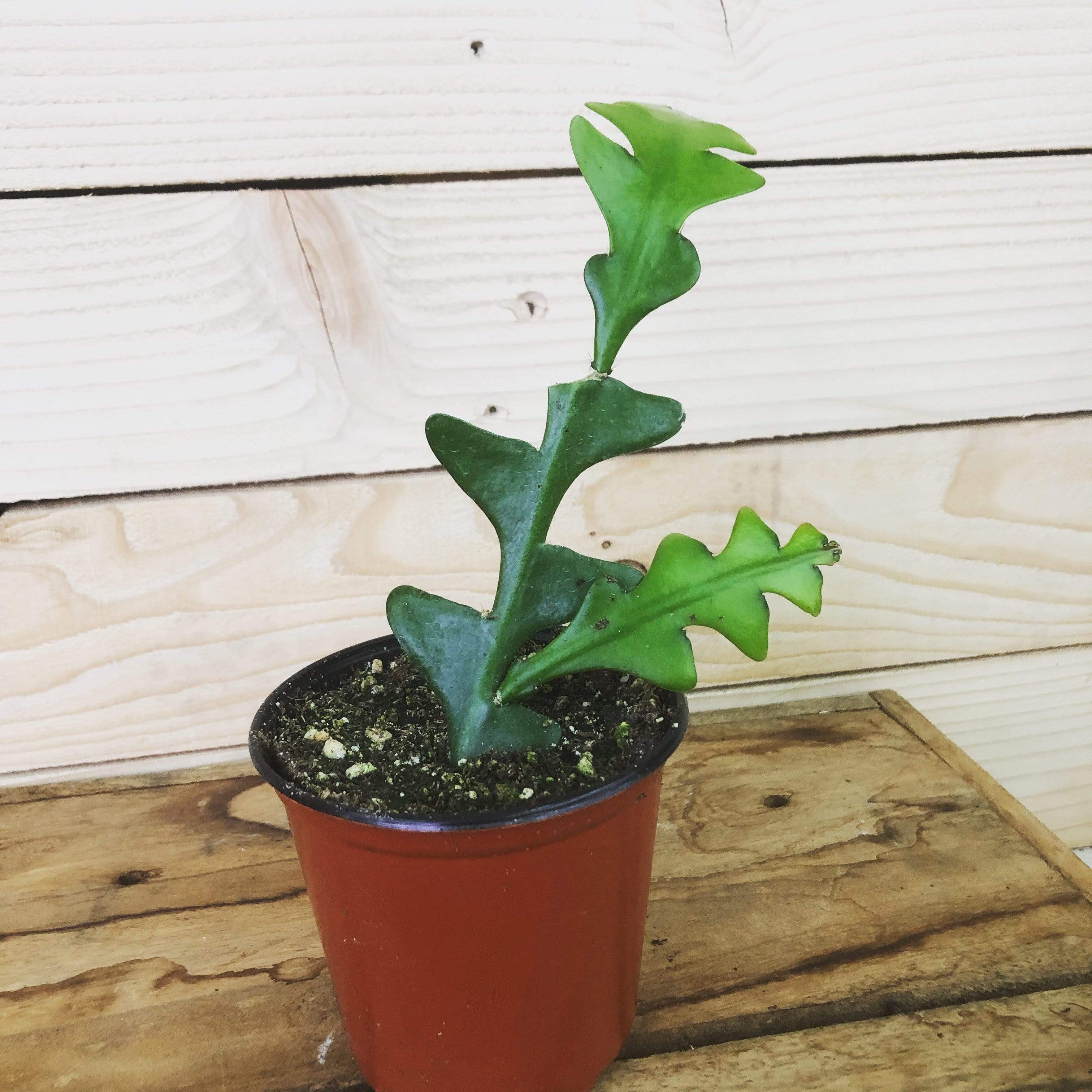 Selenicereus Anthonyanus Fishbone Cactus, 4" Plant