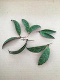 Aeschynanthus Lipstick Black Pagoda, Cuttings x5