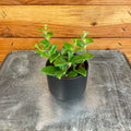 Aeschynanthus Lipstick Tricolor from Borneo, 2" Plant
