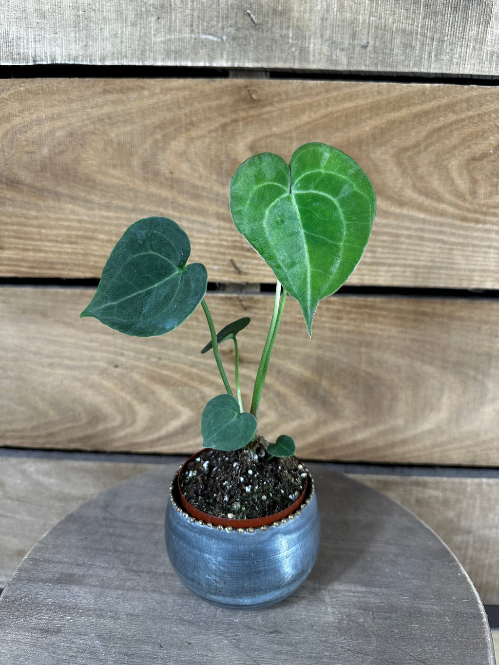 Anthurium Clarinervium, 2" Plant