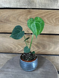 Anthurium Clarinervium, 2" Plant