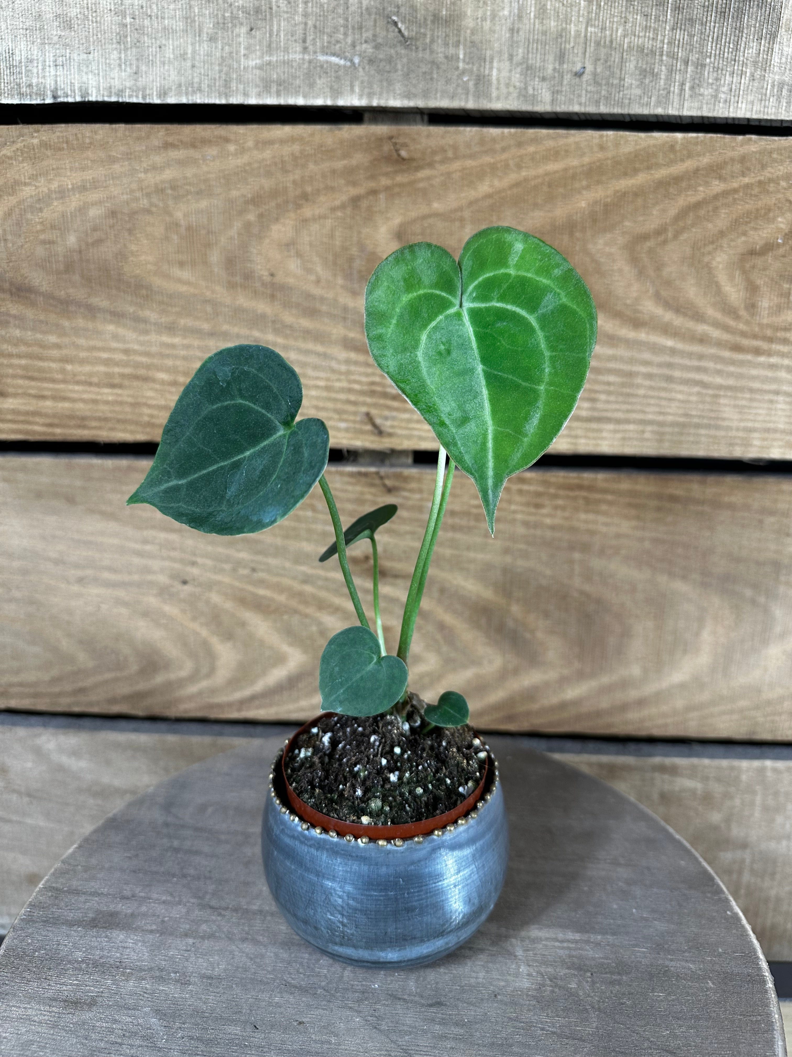 Anthurium Clarinervium, 2" Plant