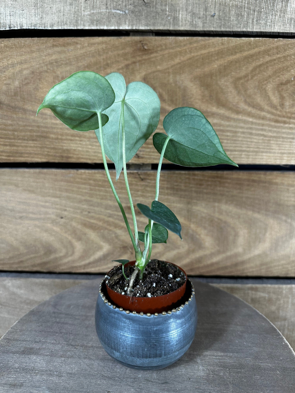 Anthurium Clarinervium, 2" Plant
