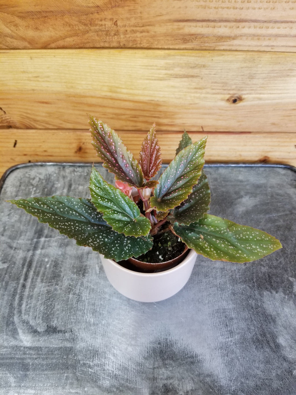 Begonia Angel Wing Benigo Pink, 2" Plant