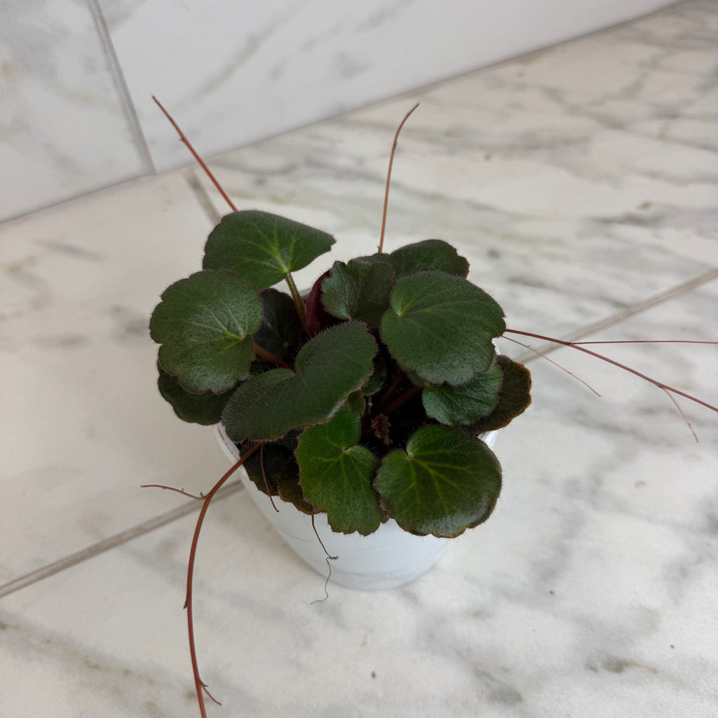 Begonia Strawberry Dark Form, 4" Plant