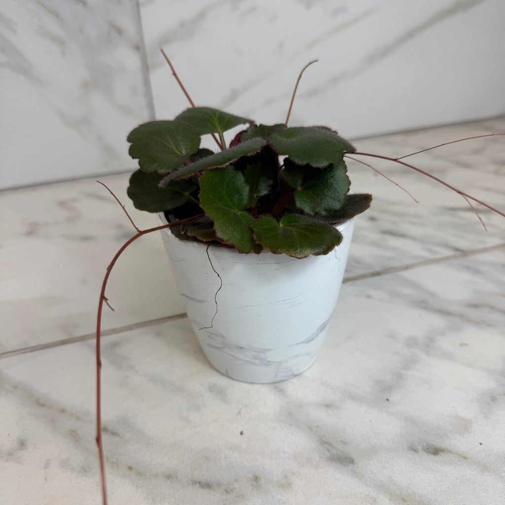 Begonia Strawberry Dark Form, 4" Plant