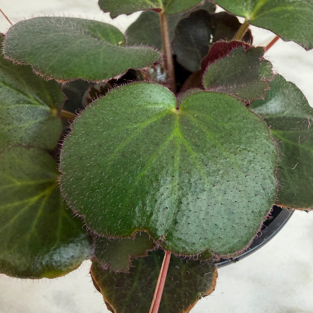 Begonia Strawberry Dark Form, 4" Plant