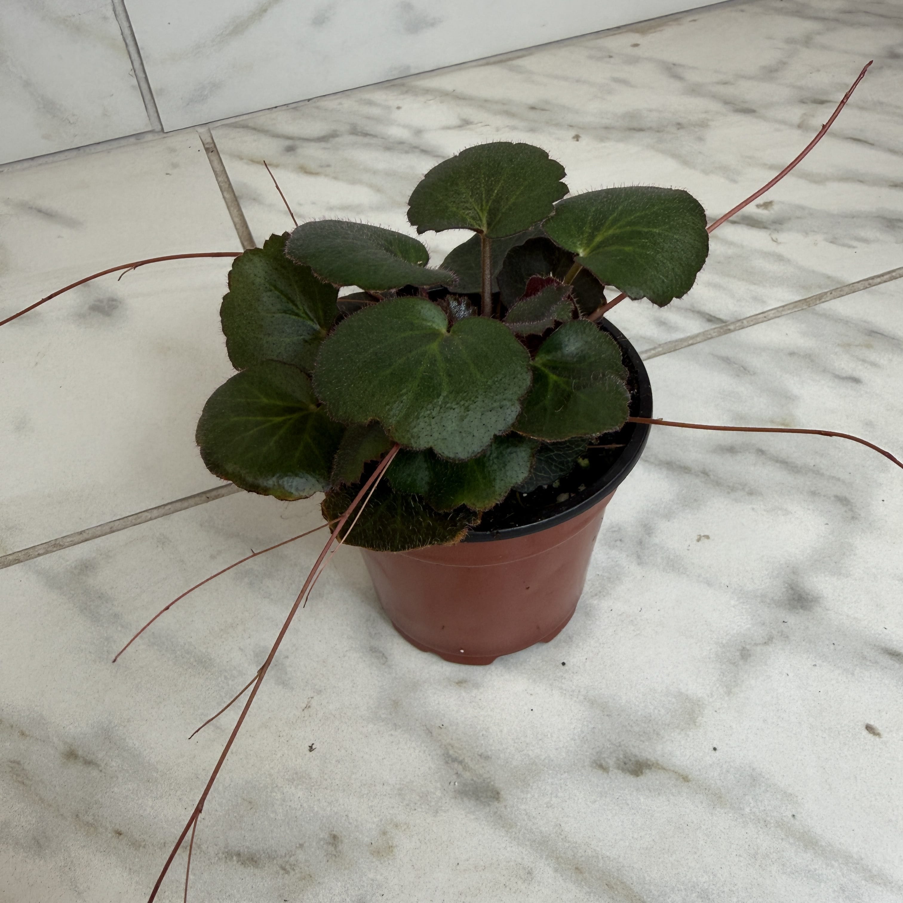 Begonia Strawberry Dark Form, 4" Plant