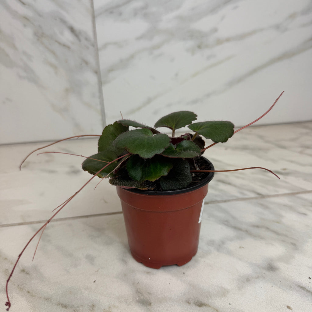 Begonia Strawberry Dark Form, 4" Plant
