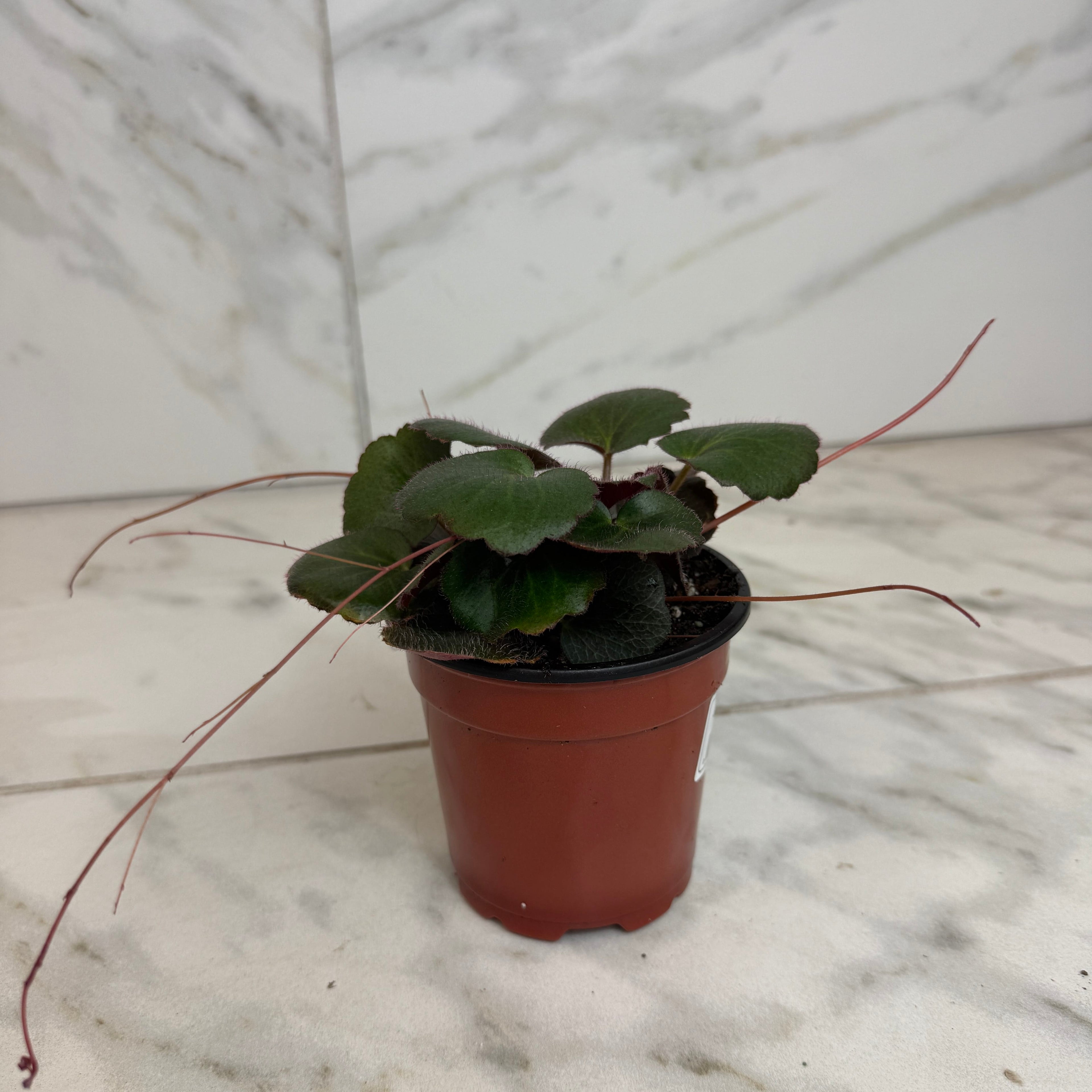 Begonia Strawberry Dark Form, 4" Plant