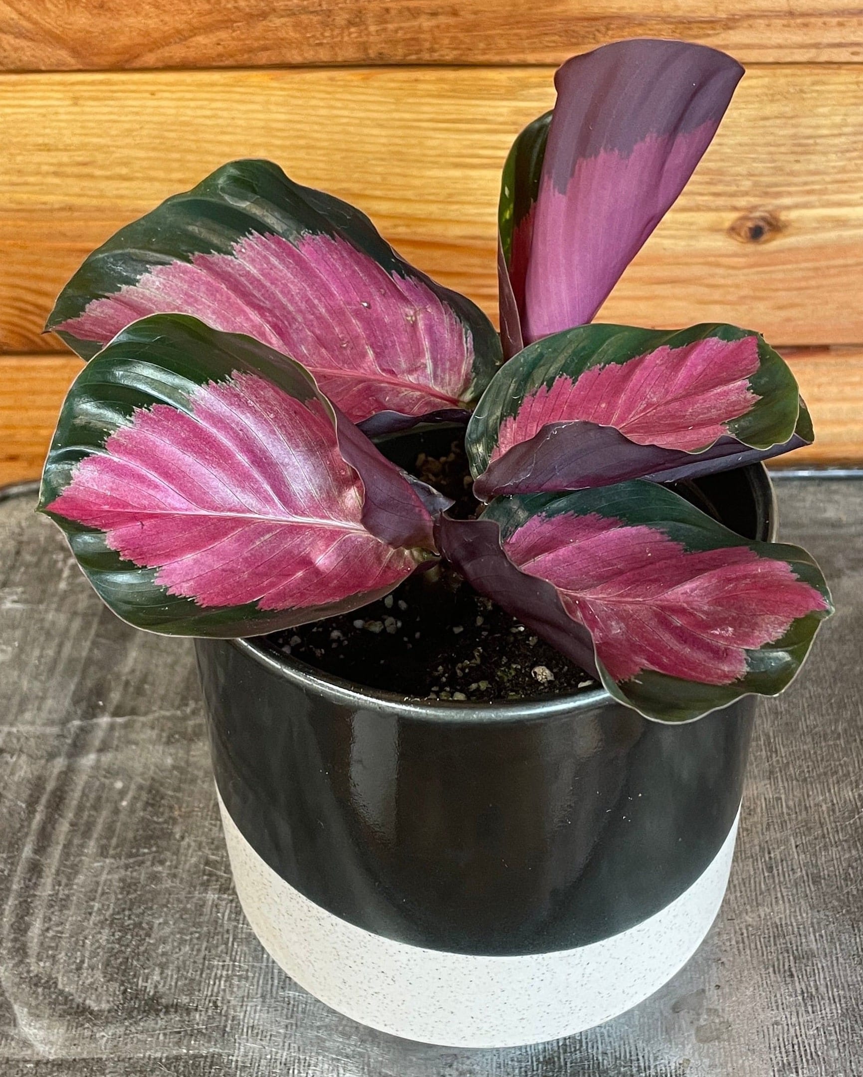 Calathea Roseopicta Rosy, 4" Plant
