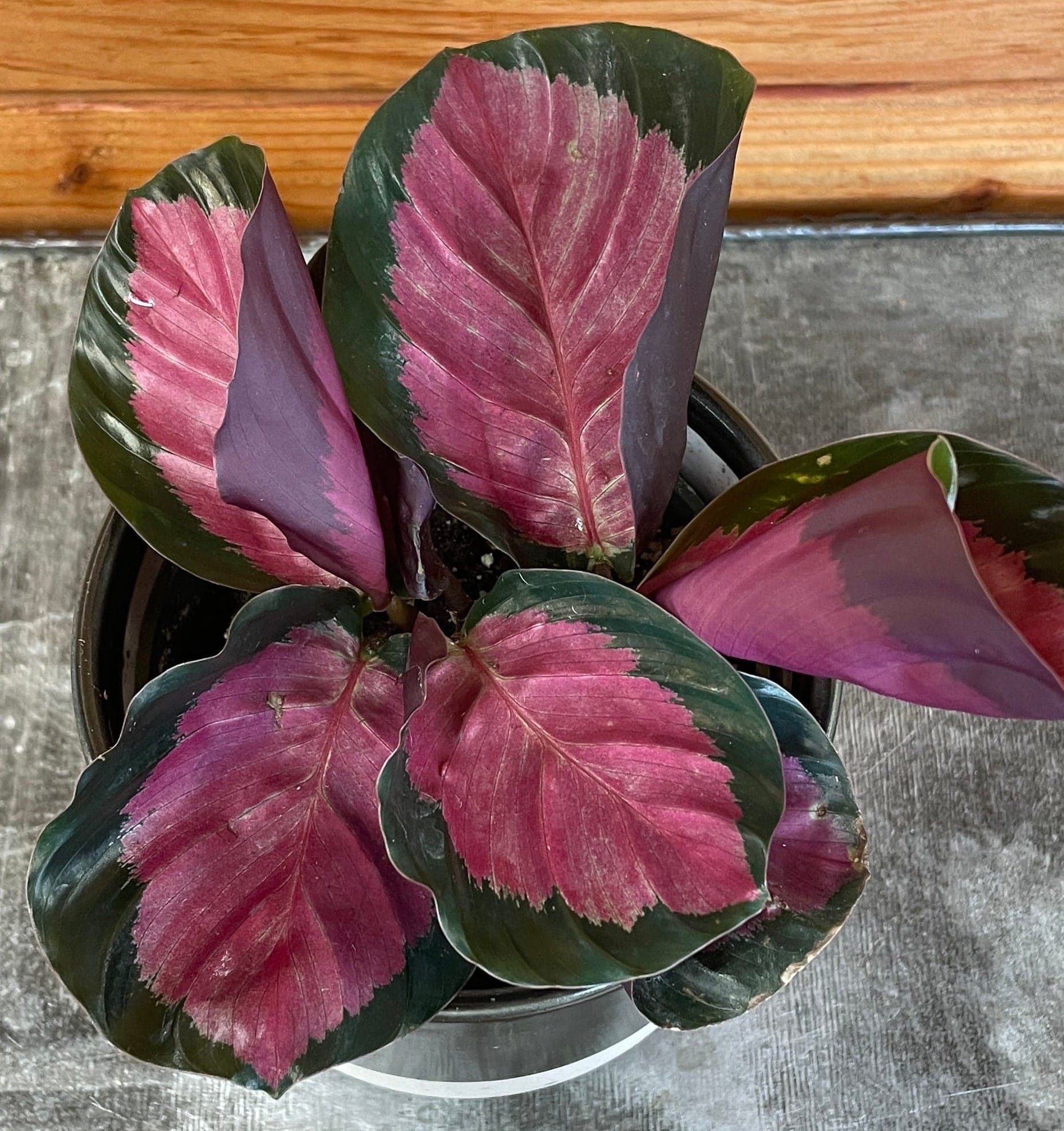 Calathea Roseopicta Rosy, 4" Plant