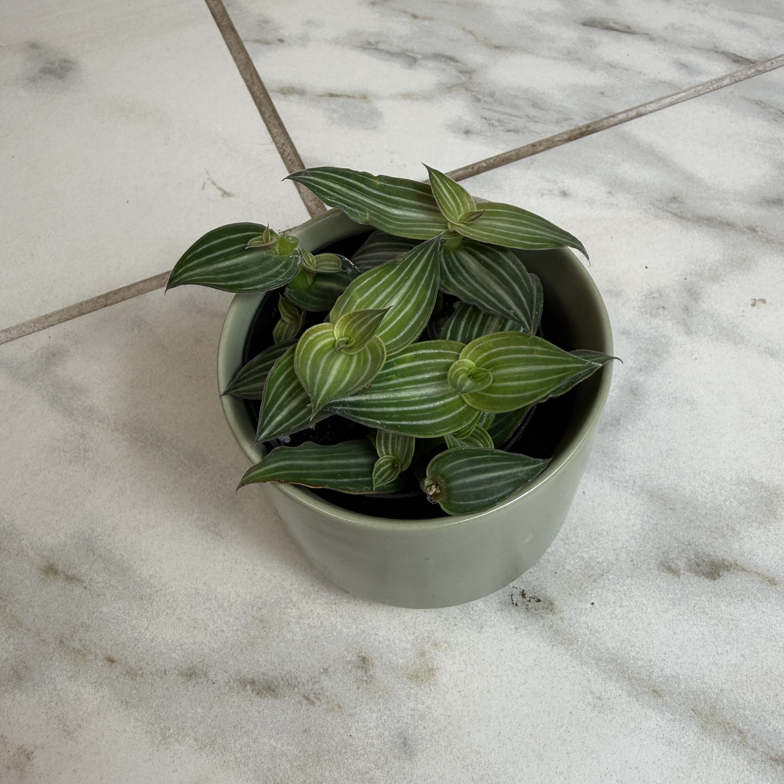 Callisia Elegans, 2" Plant