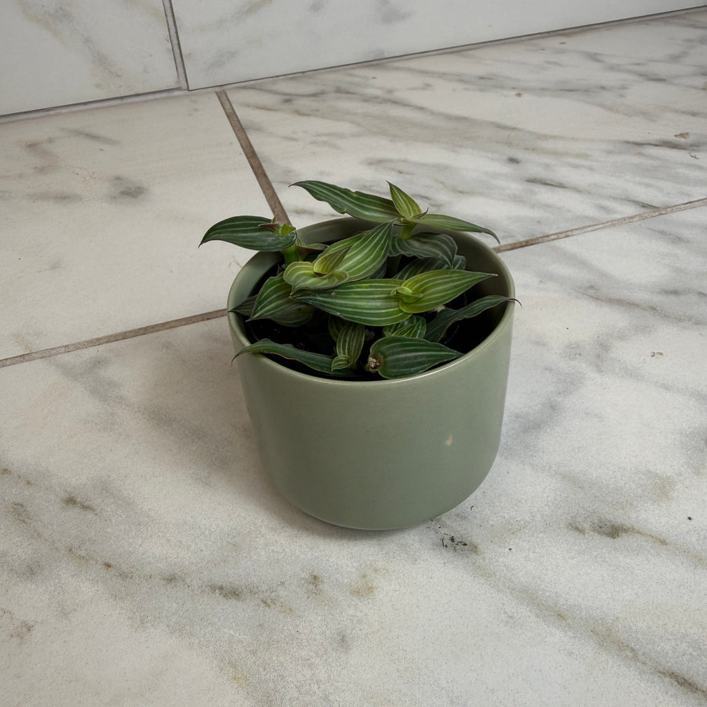 Callisia Elegans, 2" Plant