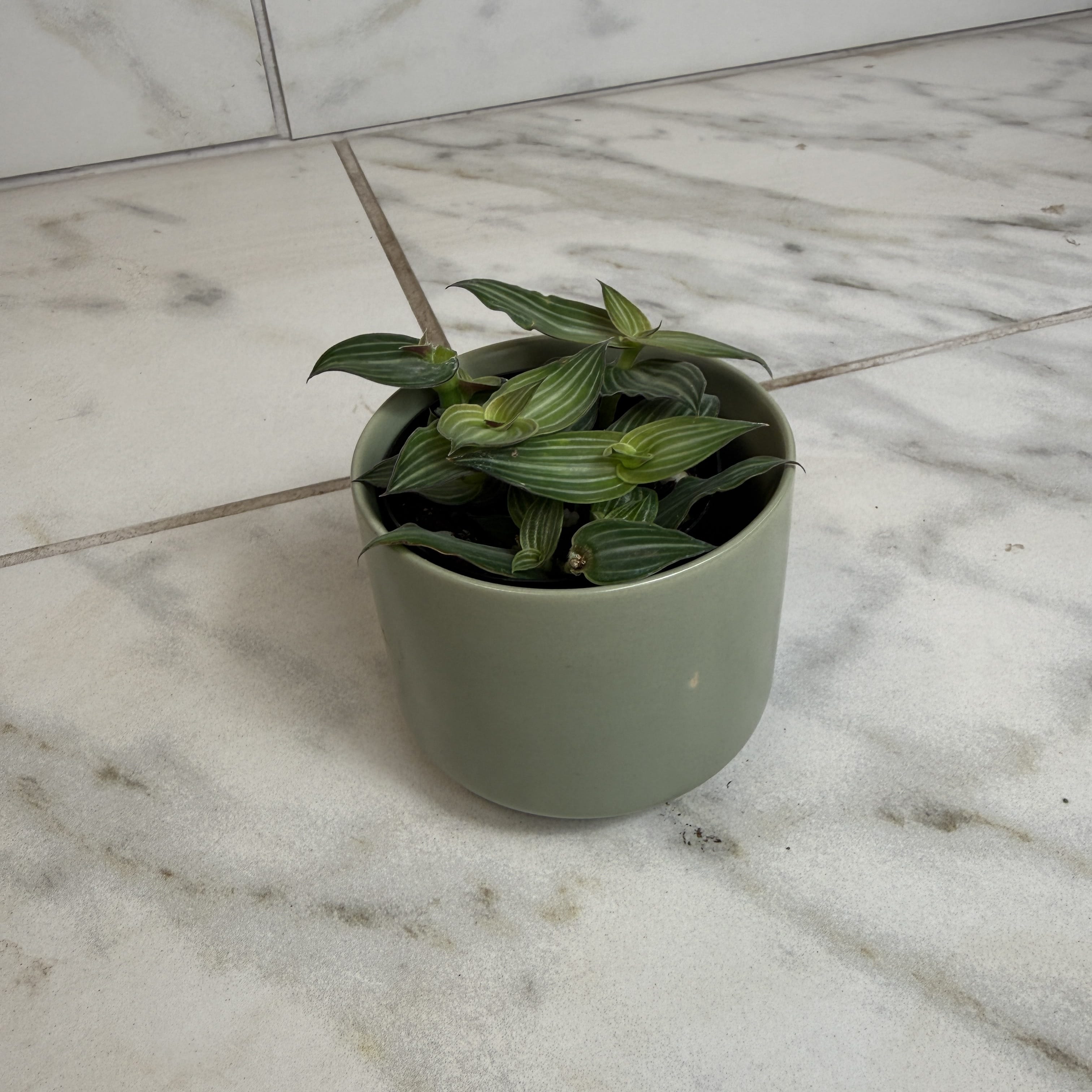 Callisia Elegans, 2" Plant