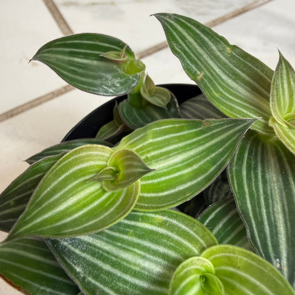 Callisia Elegans, 2" Plant