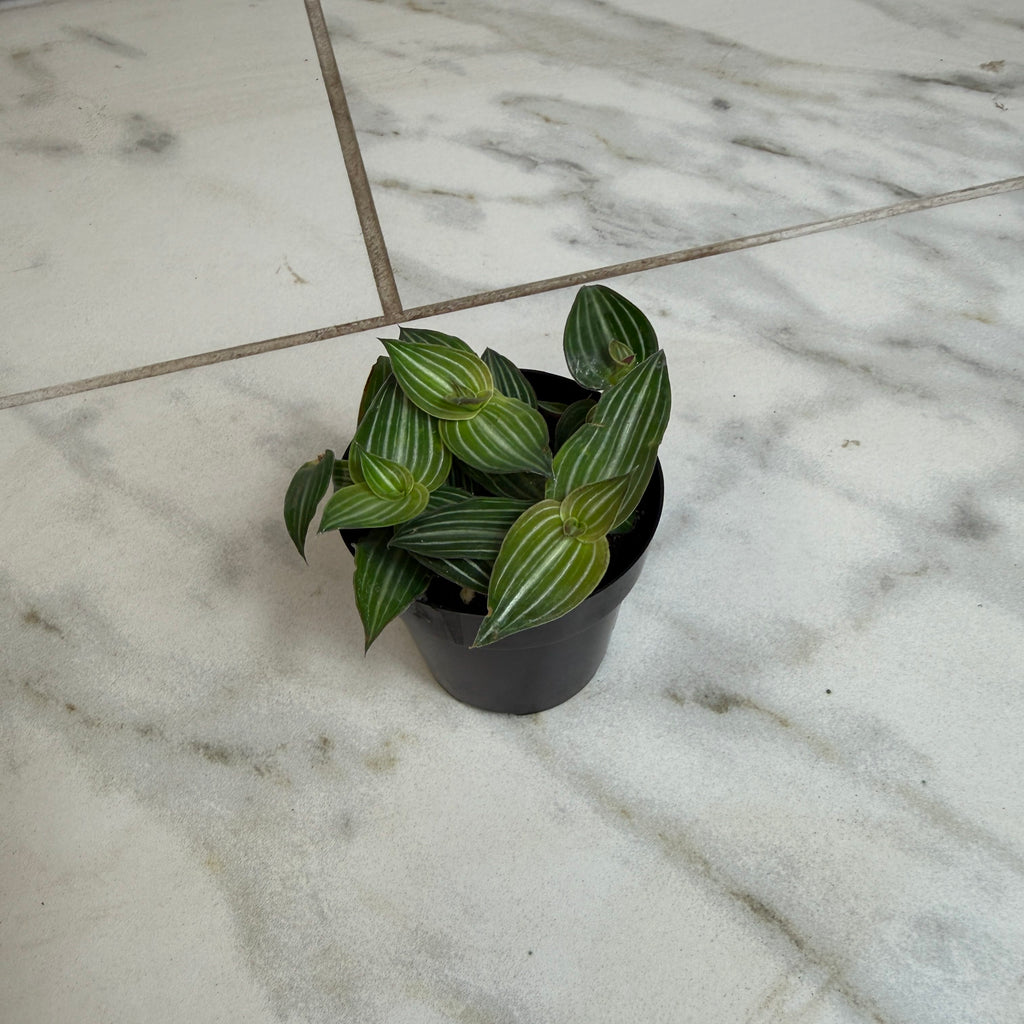 Callisia Elegans, 2" Plant