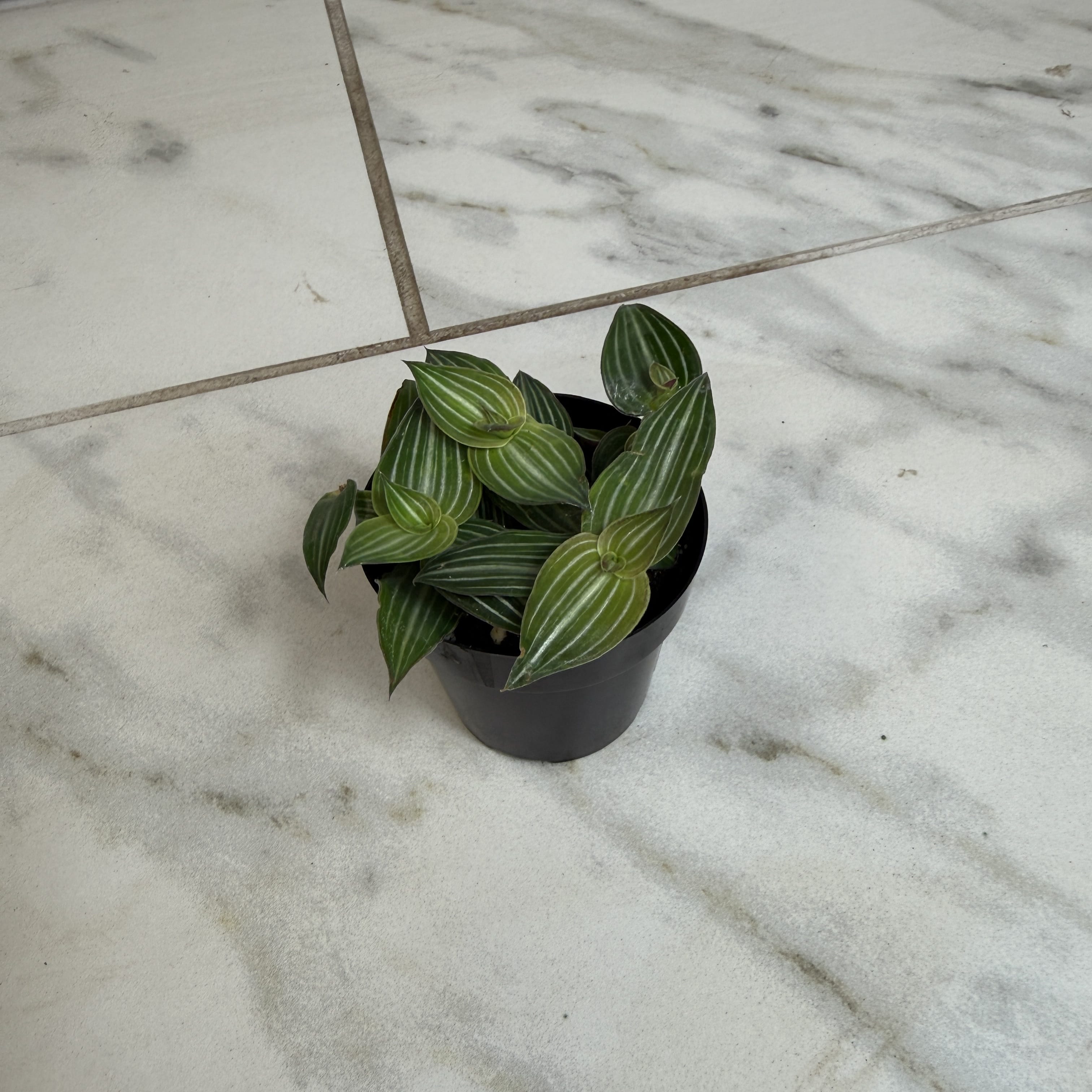 Callisia Elegans, 2" Plant