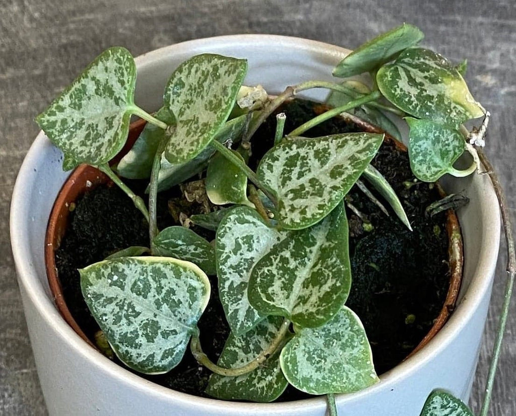 Ceropegia Woodii String of Arrows, 2" Plant