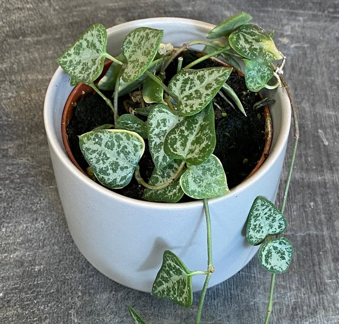Ceropegia Woodii String of Arrows, 2" Plant