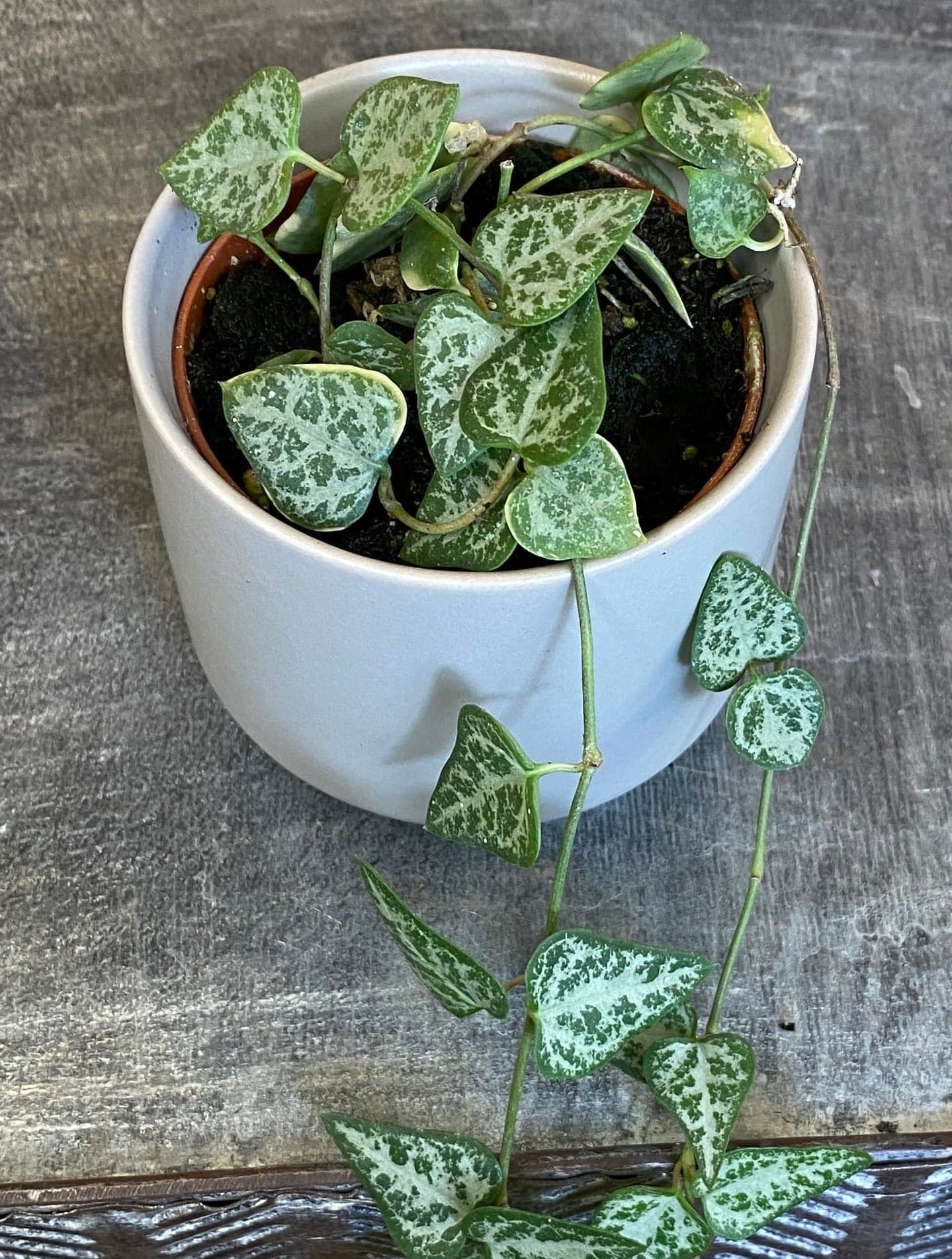 Ceropegia Woodii String of Arrows, 2" Plant