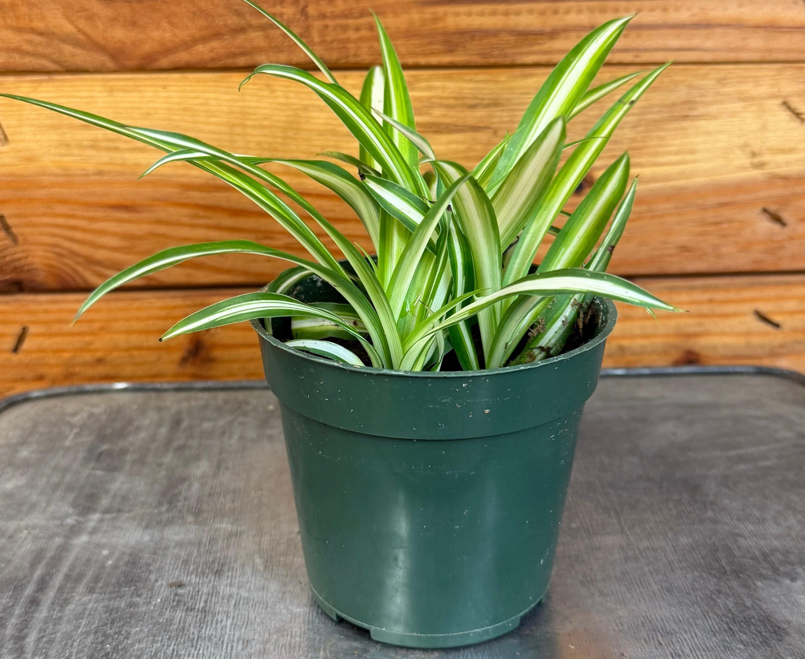 Chlorophytum Variegated Spider, 4" Plant