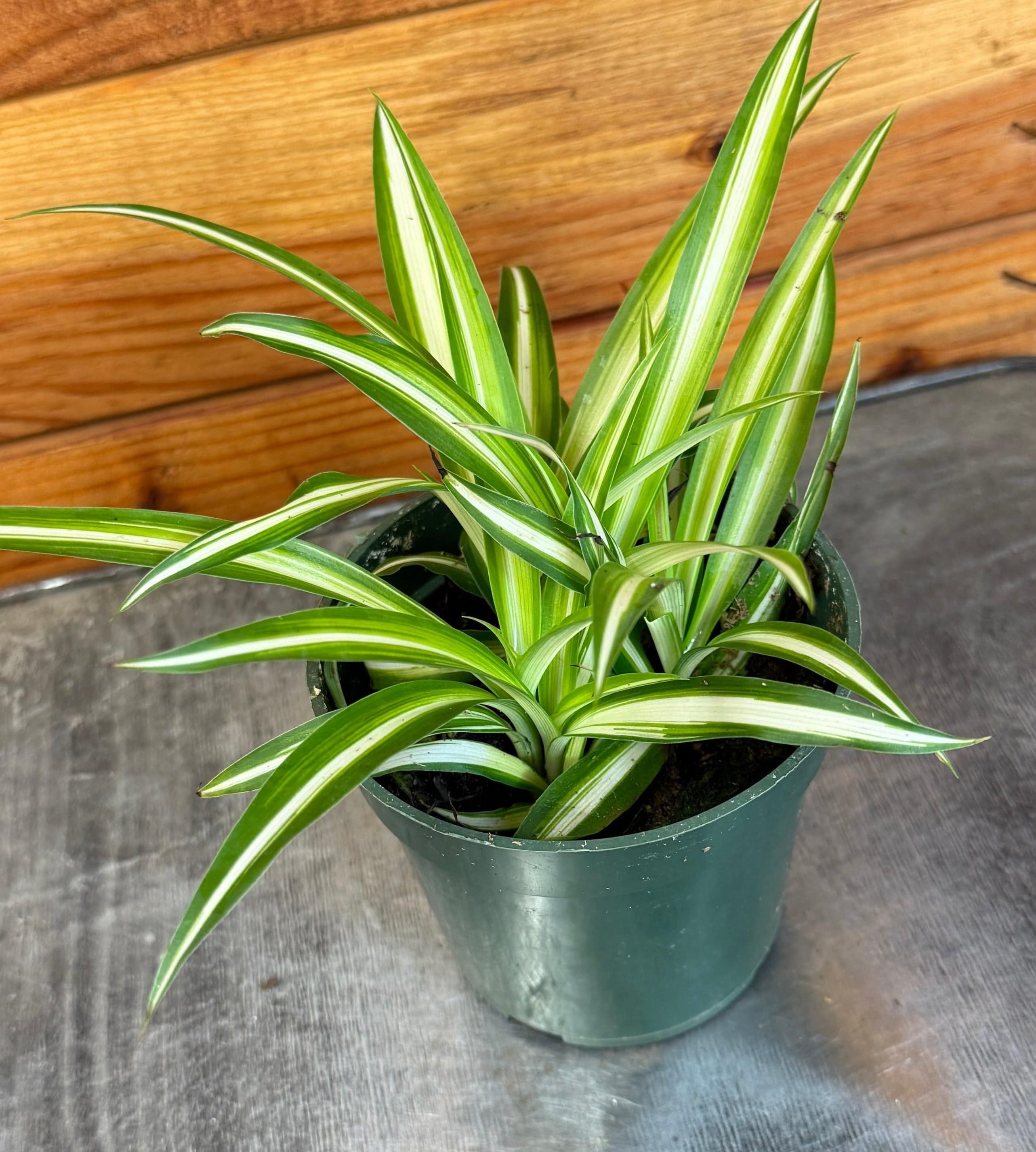 Chlorophytum Variegated Spider, 4" Plant