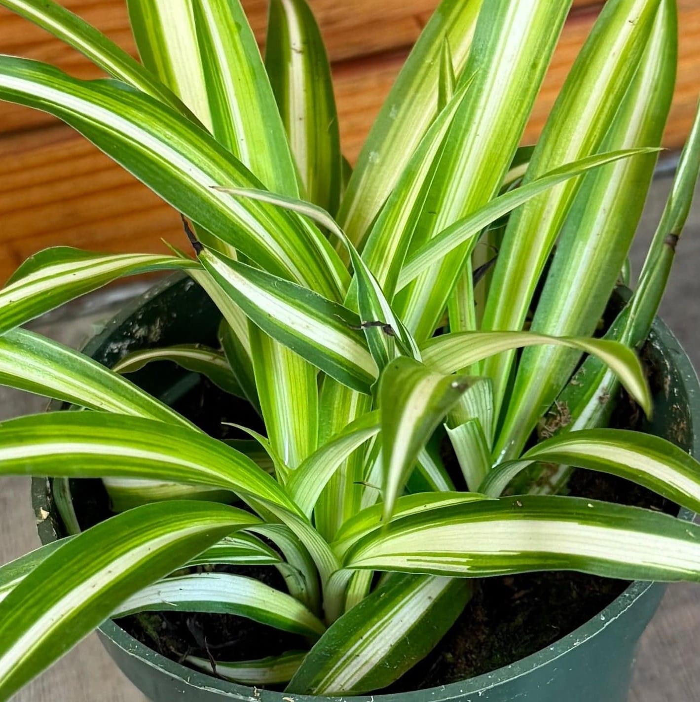 Chlorophytum Variegated Spider, 4" Plant