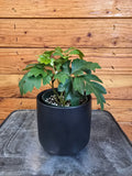 Cissus rhombifolia Oak Leaf, 4" Plant